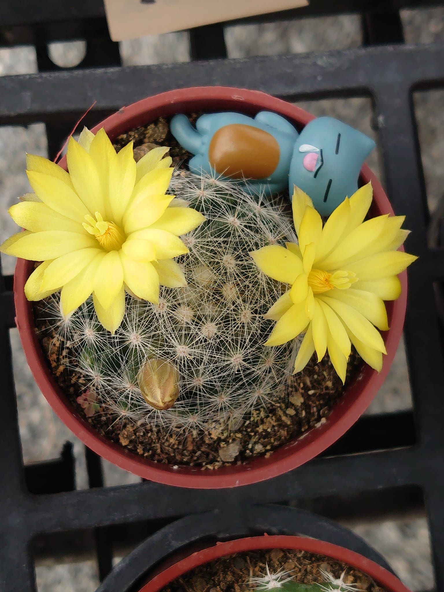 香花丸